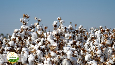 تغذیه-گیاهی-و-عناصر-مورد-نیاز-گیاه-پنبه