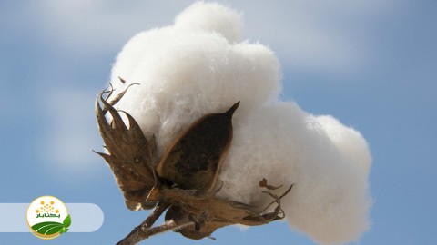 راهکار-برداشت-پنبه-چند-ساله-و-فرق-بین-بغل-خشکه-گل-با-خسارت-آفات