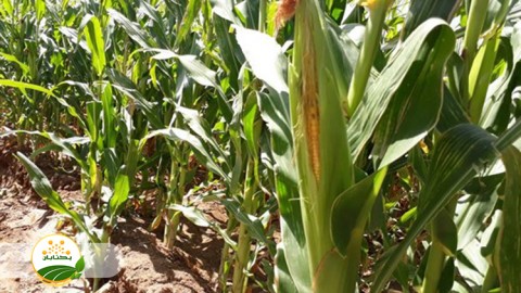 انواع رقم های ذرت علوفه ای