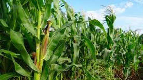 ذرت-علوفه-ای-تامین-کننده-خوراک-دام