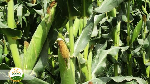 با-توجه-به-شرایط-آب-و-هوایی-وضعیت-محصولات-علوفه-ای-در-سال-جاری-2