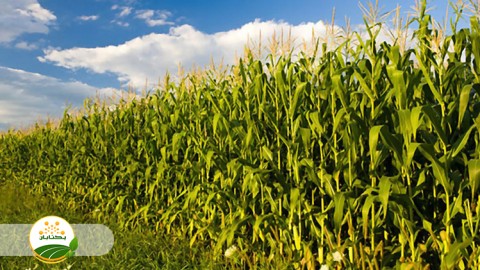 مناسب ترین زمان کاشت ذرت علوفه ای و کشت دو مرحله ای در تابستان و بهار