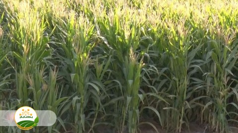 چند-نکته-مهم-در-مورد-ذرت-علوفه-ای