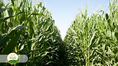 مناسب ترین کشت ذرت برای حفظ کمیت و کیفیت علوفه
