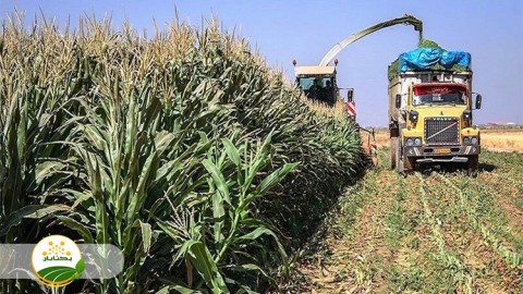 عمده-ترین-مشکلات-ذرت-علوفه-ای-در-استان-خراسان-رضوی