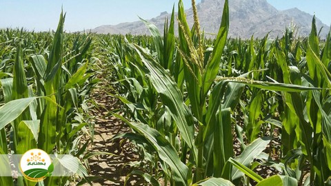 توصیه-ها-در-رابطه-با-صرفه-جویی-در-مصرف-اب-به-ویژه-در-ابیاری-قطره-ای