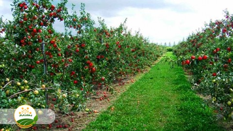 خسارات-آفات-و-پیش-بینی-طغیان-آفات-درختان-میوه