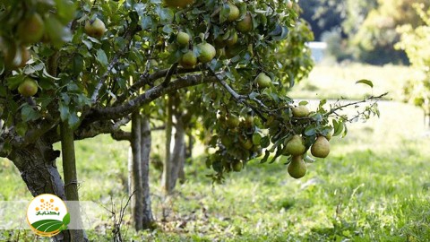 روشهای-مبارزه-با-آفات-درختان-میوه