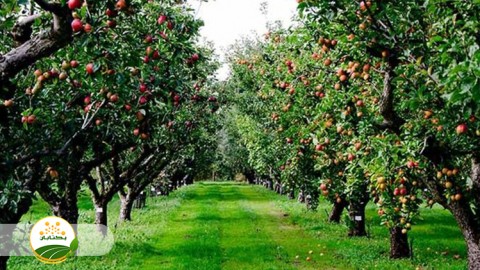 روش-اصولی-مبارزه-با-آفات-برای-کشاورزان