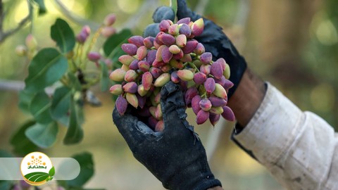 کنترل-آفت-پسیل-پسته