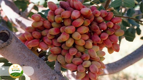 تاثیر-بارندگی-بر-آفات-پسته