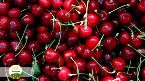 جایگاه-تولید-و-سطح-زیر-کشت-خراسان-رضوی