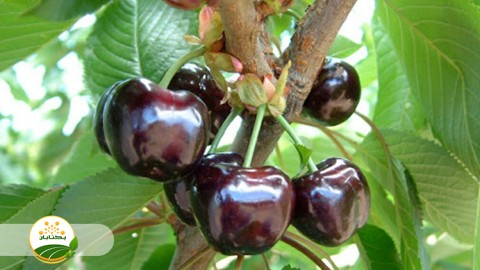 مزایای-تولید-ارقام-خود-باور-در-استان-خراسان-رضوی