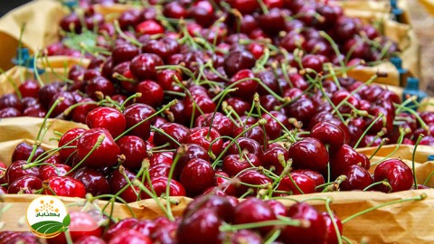 چه-نوع-ترکیب-ارقام-گیلاس-برای-باغداران-توصیه-میشود