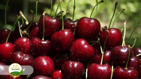 تهیه-و-تایید-رصالت-ارقام-و-مشکلات-سرمازدگی-ارقام-زود-رس-گیلاس