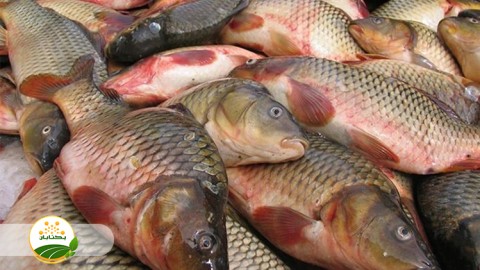 گونه-های-در-حال-حاضر-استان-خراسان-رضوی