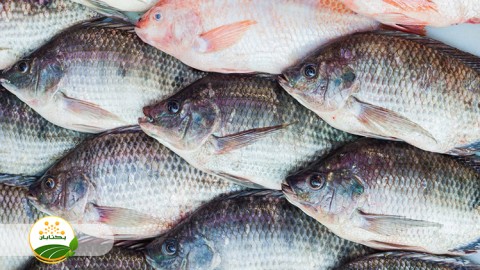 گونه-های-منتخب-پرورش-آبزیان-آب-شور