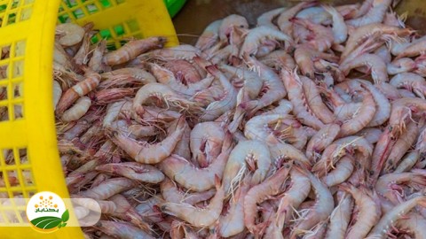 پرورش-میگو-در-آب-های-سرزمینی