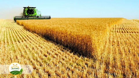 تنظیمات-کمباین-قسمت-دهم-نحوه-اندازه-گیری-ریزش-بخش-دوم