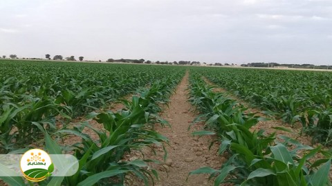 شرایط-کشت-محصولات-علوفه-ای-در-باغات