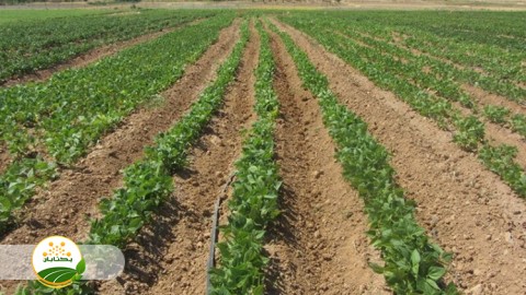 محصولات-علوفه-ای-در-باغات