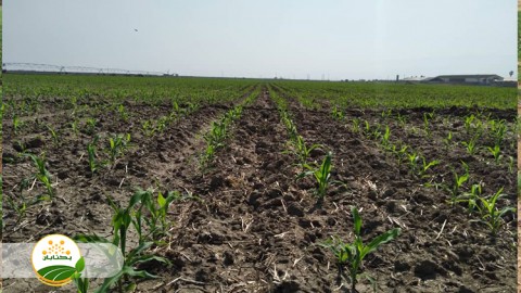 میزان-و-شرایط-تولید-علوفه-باغات-استان-خراسان-رضوی