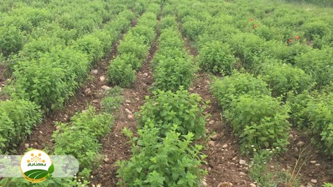 تعریف-و-دلایل-کشت-مخلوط