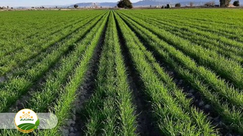 معایب-کشت-مخلوط