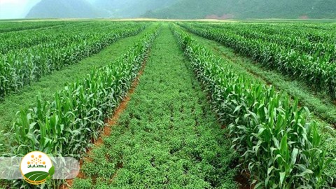 مطالعه-تجربیات-کشت-مخلوط-در-ایران-و-دنیا