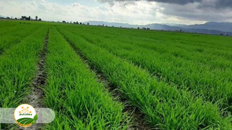 کشت-گیاهان-علوفه