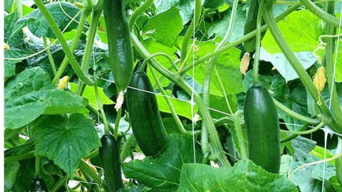 خیار-گلخانه-ای