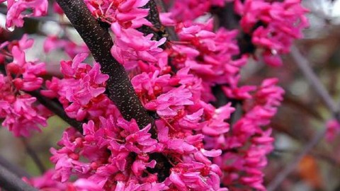 مقدمه-ای-برگیاه-دارویی-ارغوان