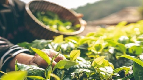 زمان-برداشت-گیاهان-دارویی