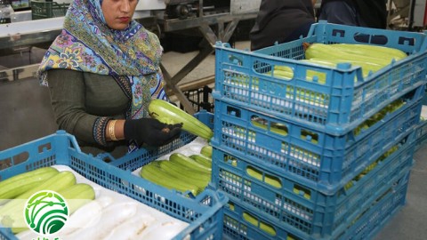 تقسیم-بندی-در-فراوری-محصولات-کشاورزی