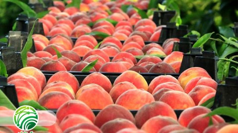 ضایعات-در-فراوری-محصولات-کشاورزی