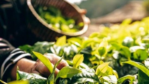 اهداف-کشت-ارگانیک-گیاهان-دارویی-بابونه-گل-گاوزبان-وآویشن