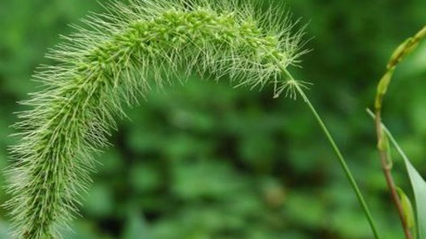 علف-های-هرز-کلزا