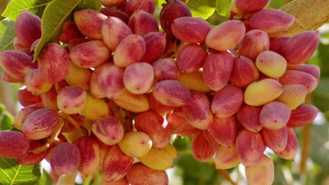 اهمیت-اقتصادی-ایجاد-باغ-پسته-به-روش-علمی
