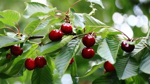 عوامل-محیطی-موردنیاز-گیلاس