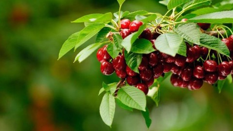 کوددهی-گیلاس