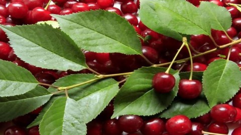 روش-کاشت-گیلاس