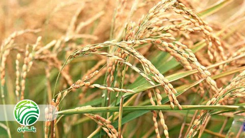 ویدئو فرصت جبران برای اتفاق های غیرمترقبه در بهزراعی گندم