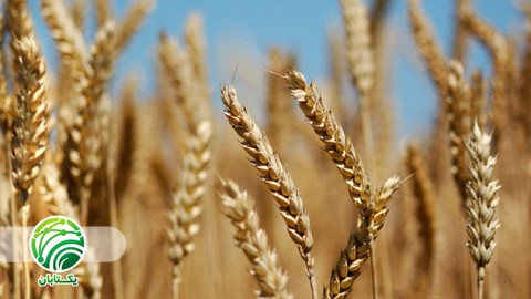 ویدئو اهمیت کار بهزراعی گندم