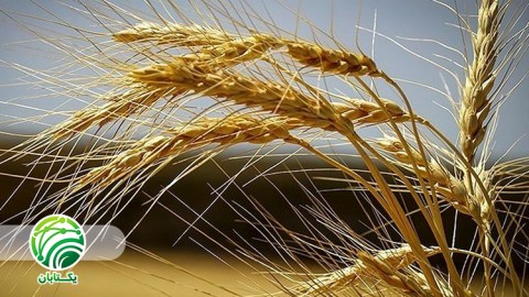 نکات کشت تاخیری در بهزراعی گندم