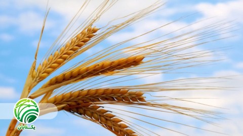 آماده سازی نا مناسب بستر بذر در بهزراعی گندم