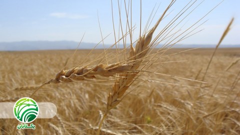 تاثیر کشت نوتیل در عملکرد در بهزراعی گندم