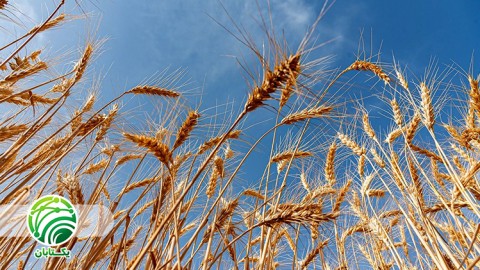 مقایسه بین سیستم های کشت گندم