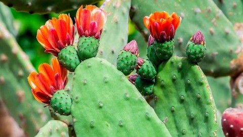 آشنایی-با-انواع-و-منشا-کاکتوس-ها-بخش-اول