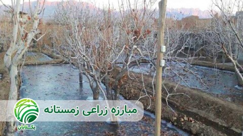 هرس-شاخه-ها-و-سرشاخه-های-آلوده-به-آفات