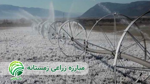 هرس-شاخه-ها-و-سرشاخه-های-آلوده-به-آفات-آفت-کرم-خراط